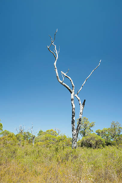 Image 9