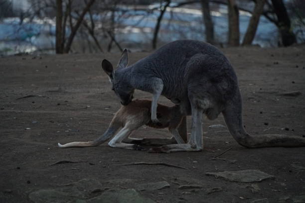 Image 10