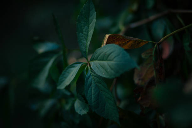 Image 9