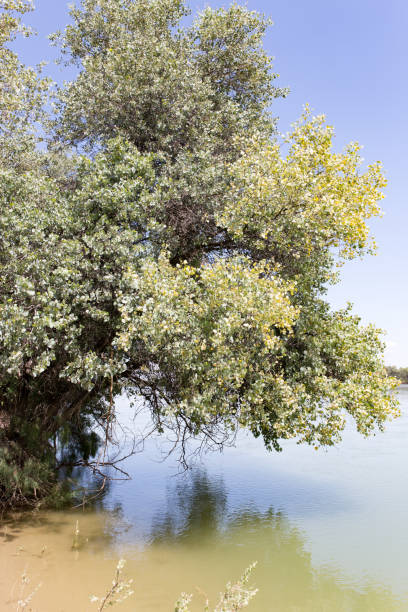 Image 8